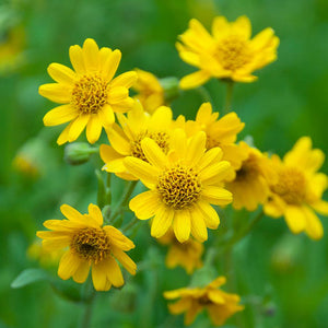 Arnica ~ Arnica montana