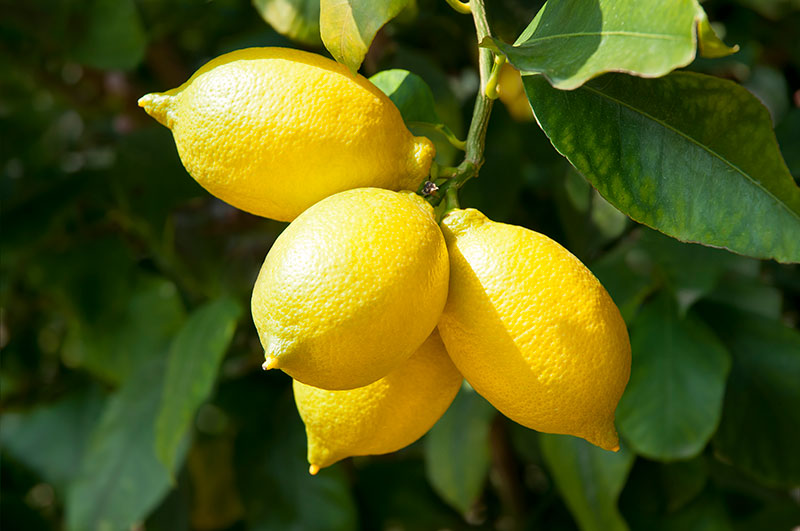 The Invigorating Secret: Unveiling the Benefits of Lemon Essential Oil